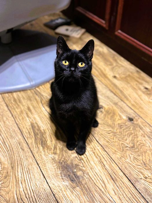 Kotka Sabrina szuka domu