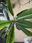 Plantas diferente