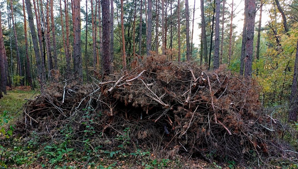 Chrust sosna i liściaste
