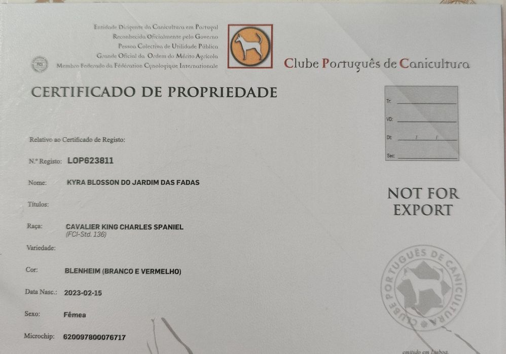 Cavalier King Charles Spaniel