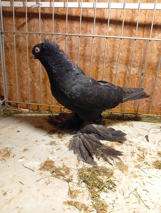 Golebie Wywrotki wschodniopruski