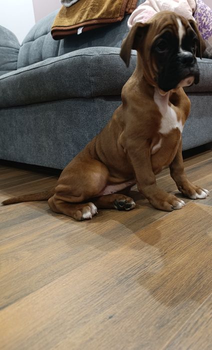Bokser Szczenię Boxer