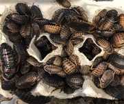Karaczan argentyński (B. dubia) - małe do 1,5 cm, 40 szt