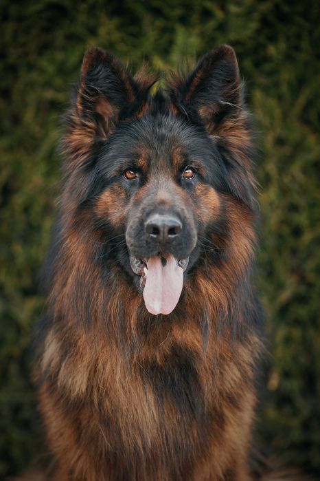 Owczarek Niemiecki Długowłosy