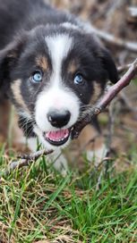 Border collie  - Piesek ZKWP Wrocław