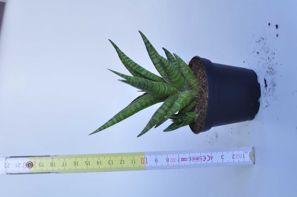 Sansevieria ''Boogie Woogie'' - dwie do wyboru