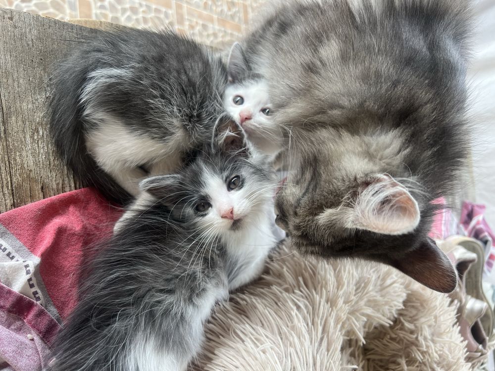 Кошенята, віддам у хороші руки