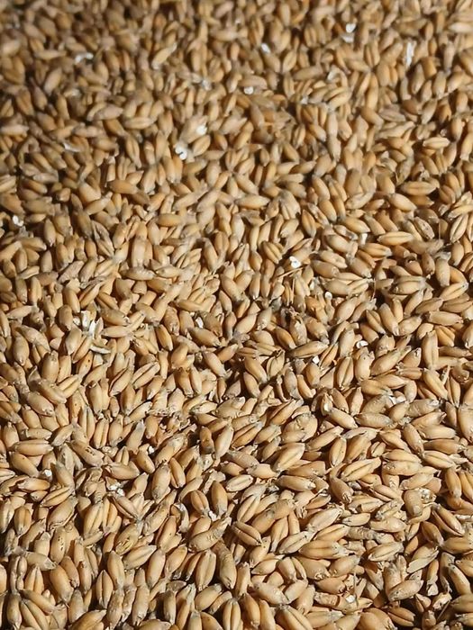 Sprzedam Pszenice i Pszenżyto  Cena 75zl