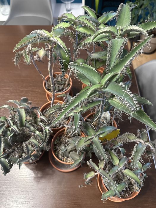 Żyworódka Kalanchoe daigremontiana