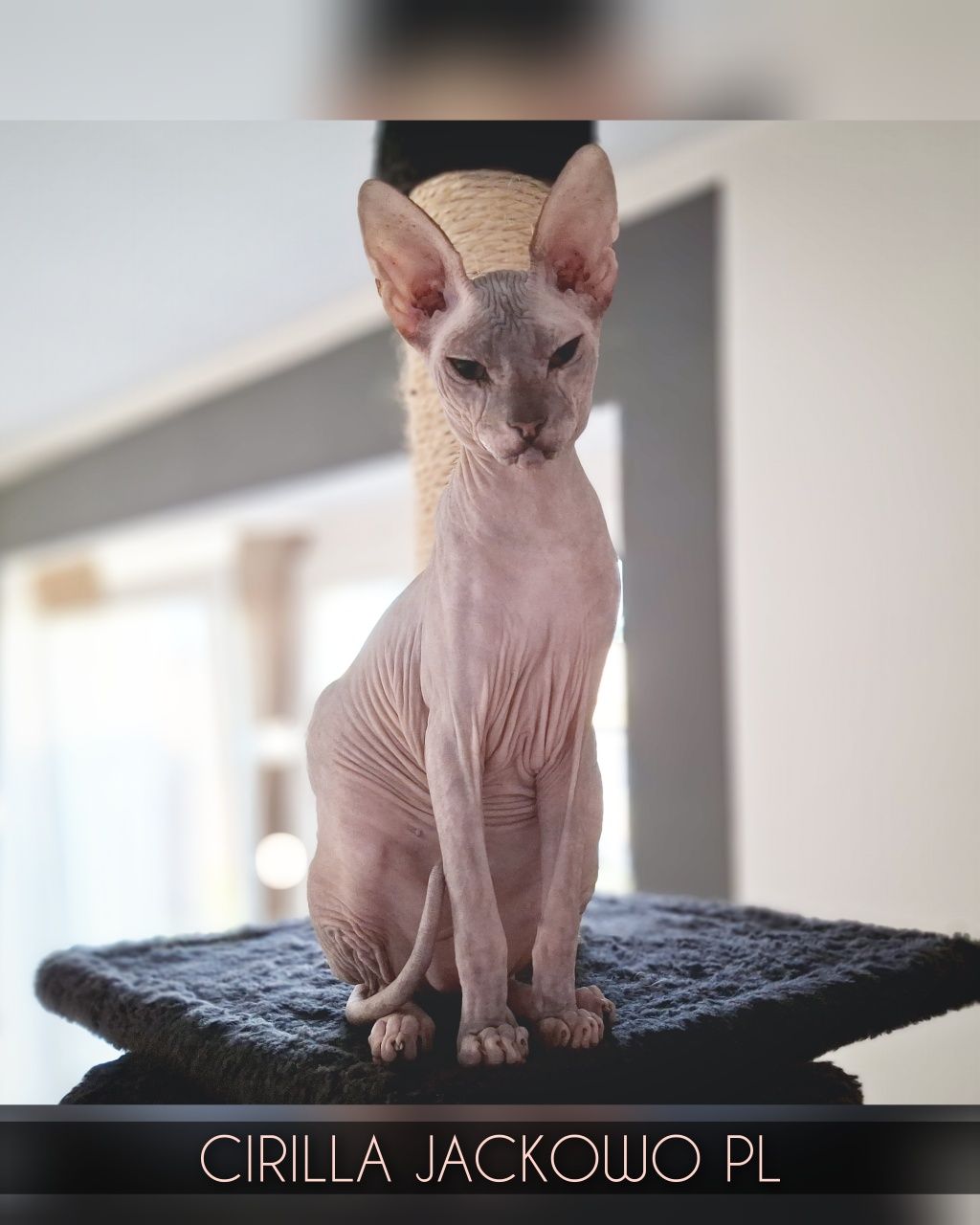 Sfinks Doński/Don Sphynx, CIRILLA - piękna kotka szylkretka, miot C.