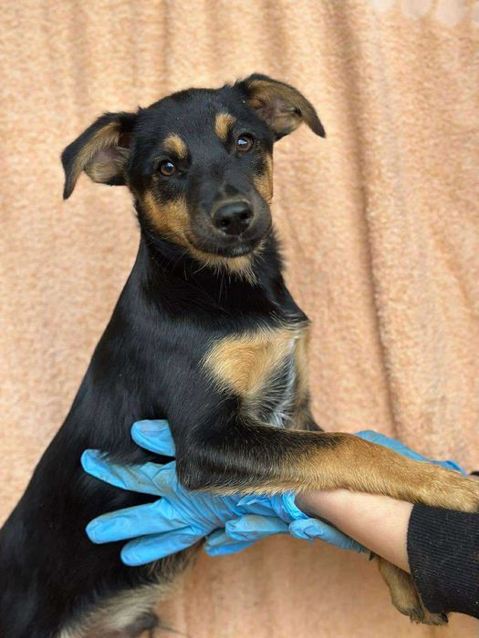 Cudowny szczeniak do adopcji, Chłopiec