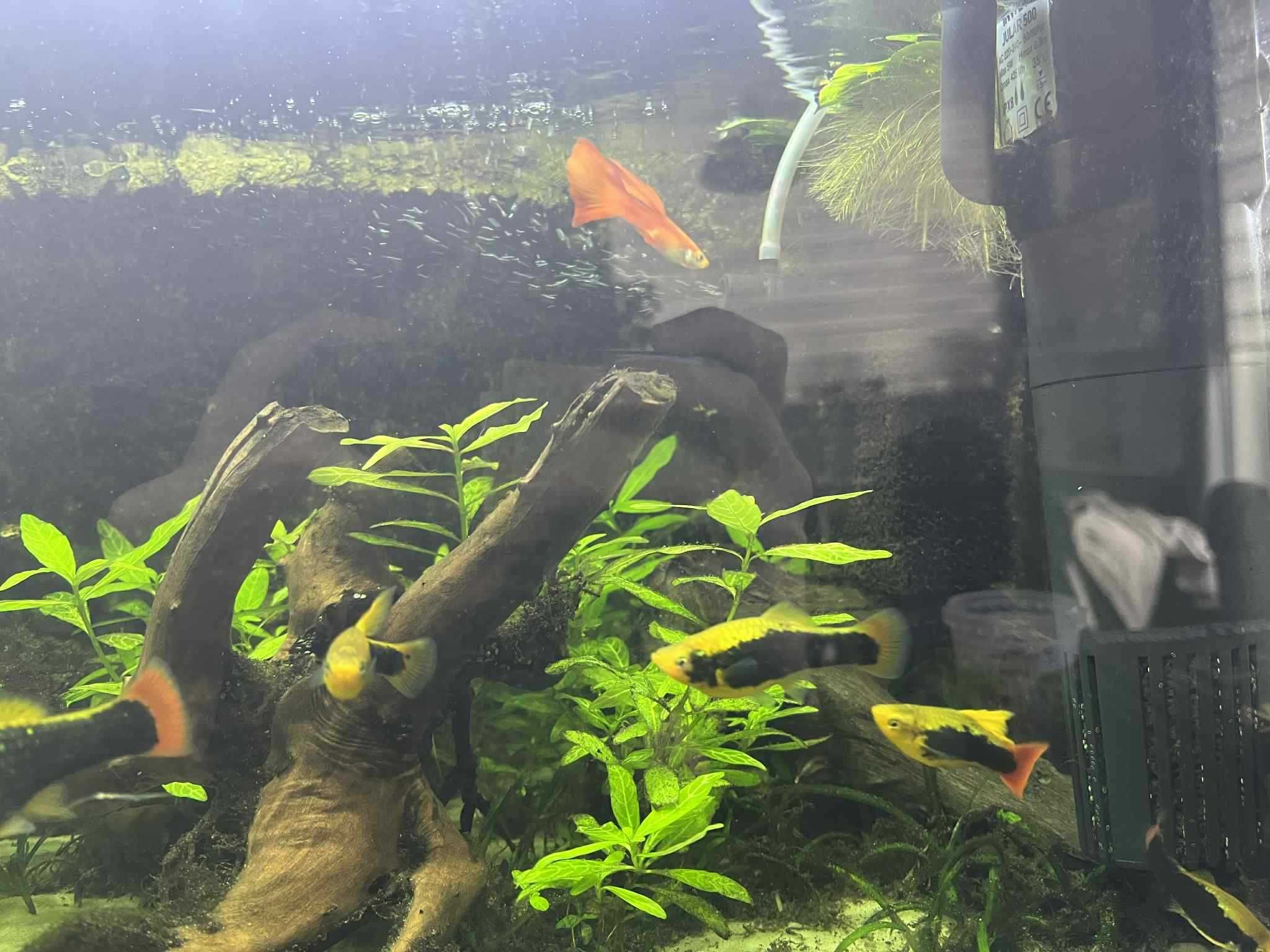 Platka hi fin tuxedo yellow