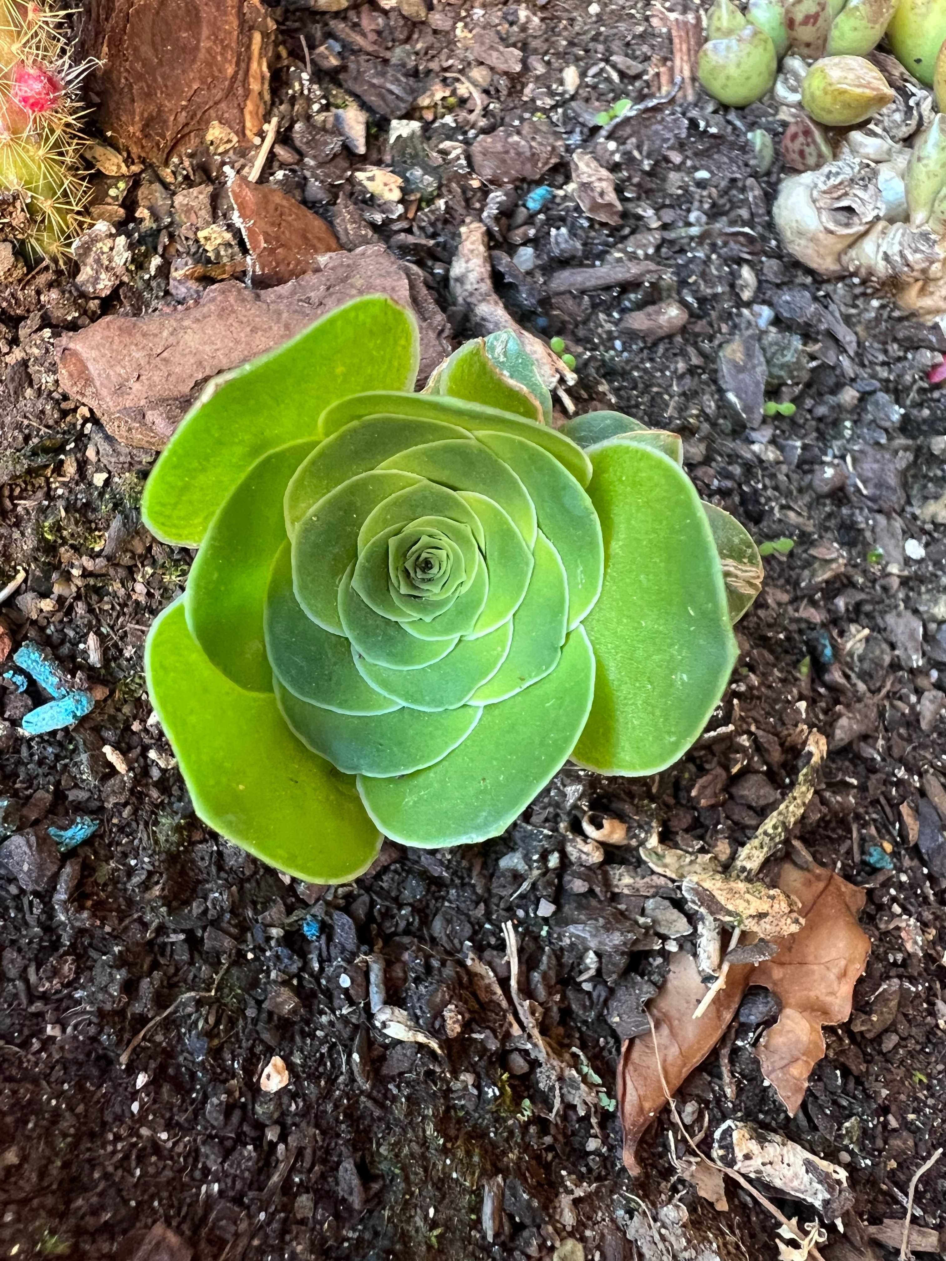 Suculenta Aeonium Dodrantale