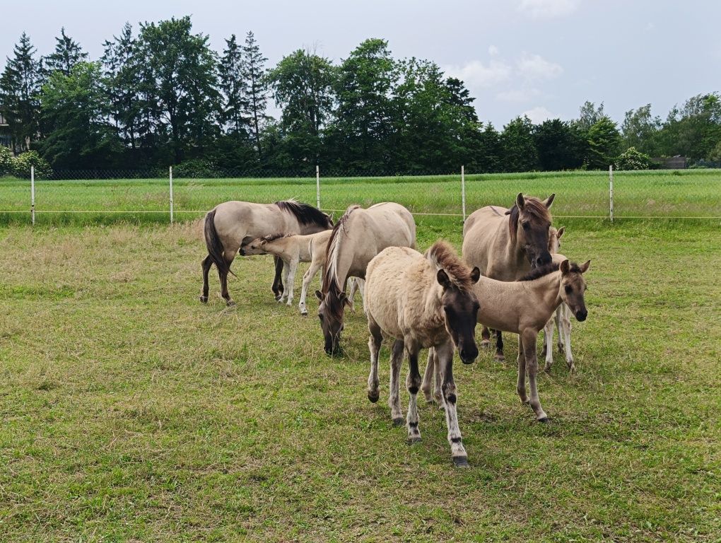 Konik polski klacze i źrebaki