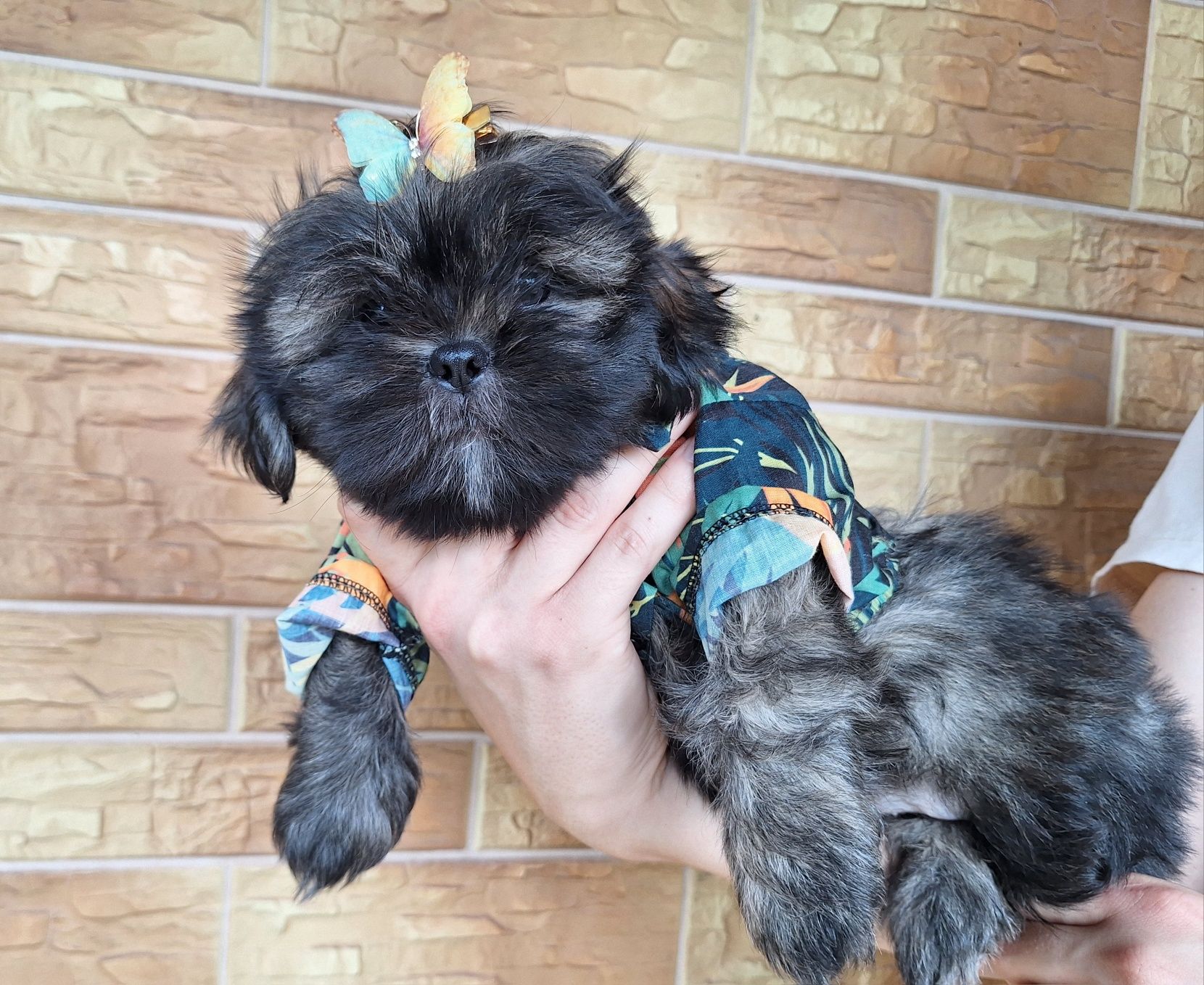 Shih-Tzu piesek brązowy