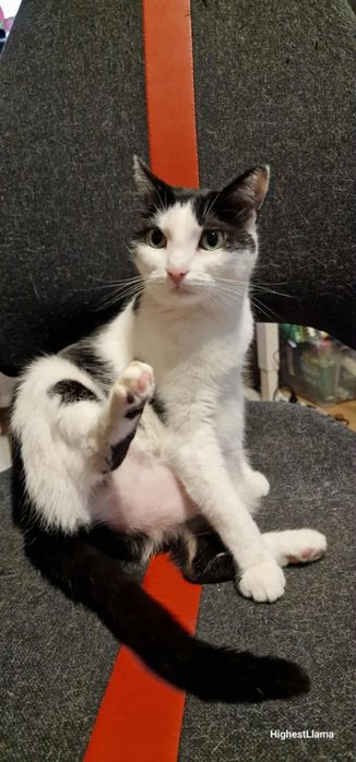 Spokojny dwupak do adopcji