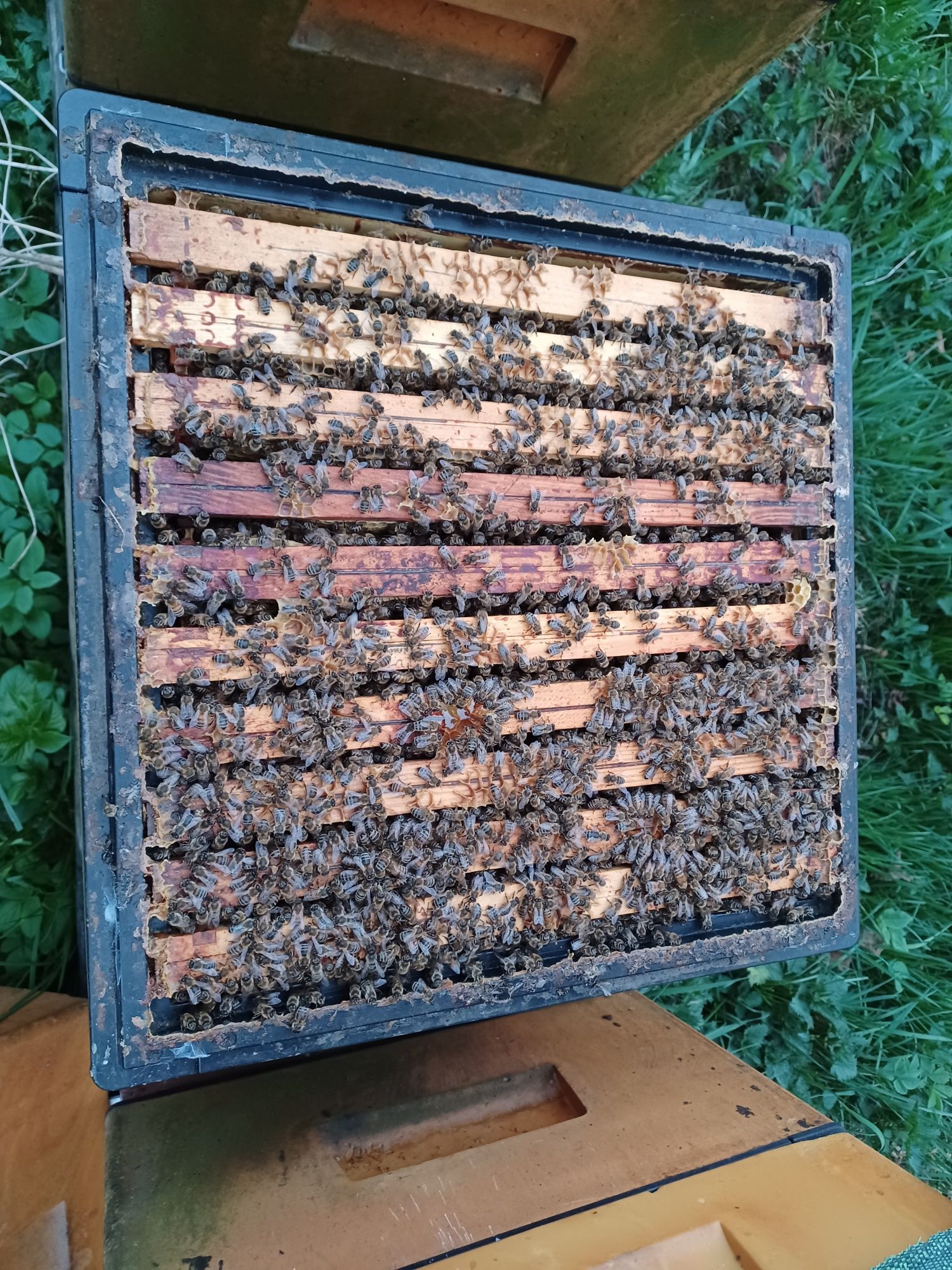 Pszczoły  rodziny pszczele