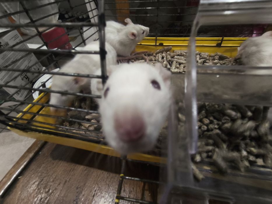 Щур дамборекс біла