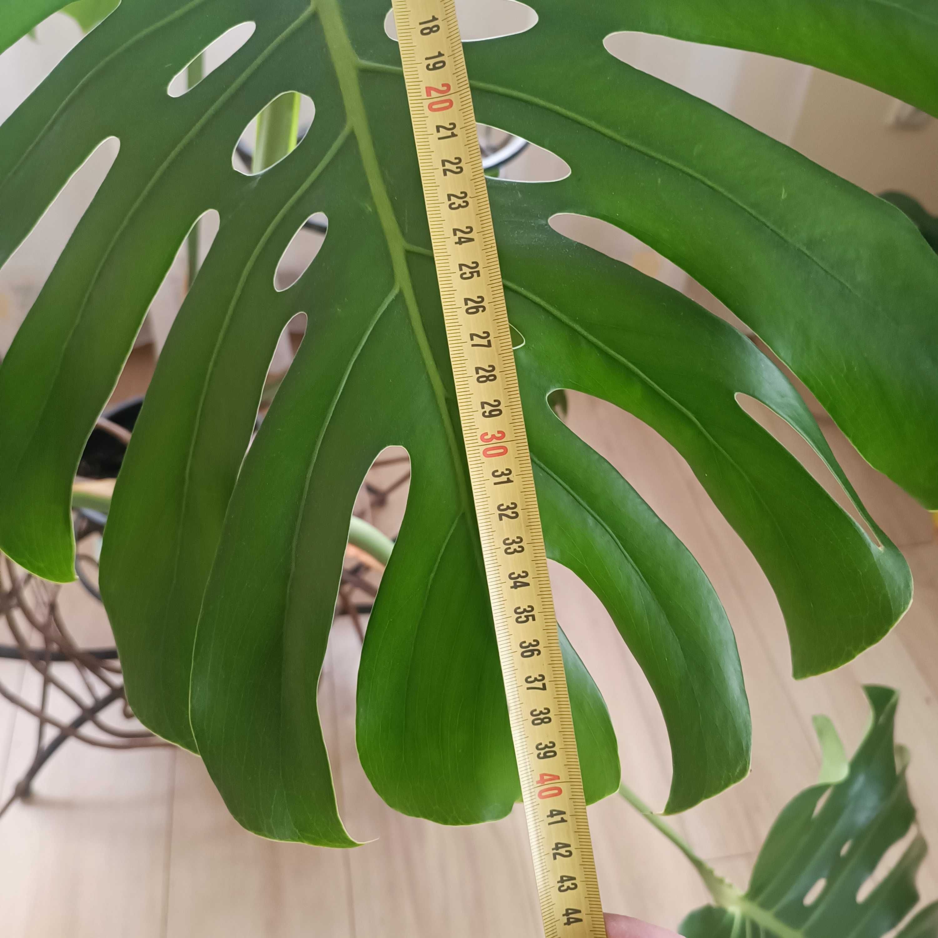 Monstera wielkolistna z pięknego matecznika.