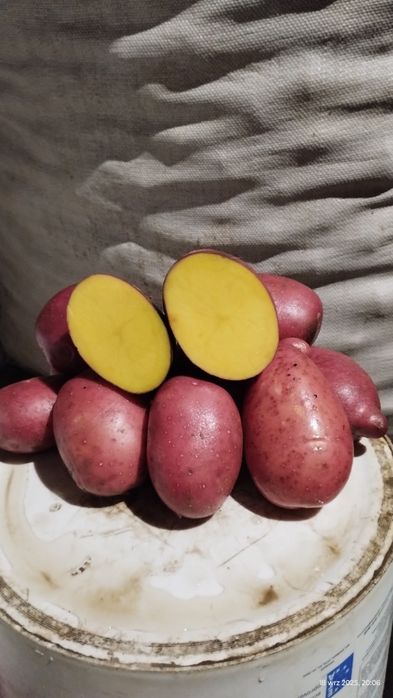 Ziemniaki jadalne Baltik Rose