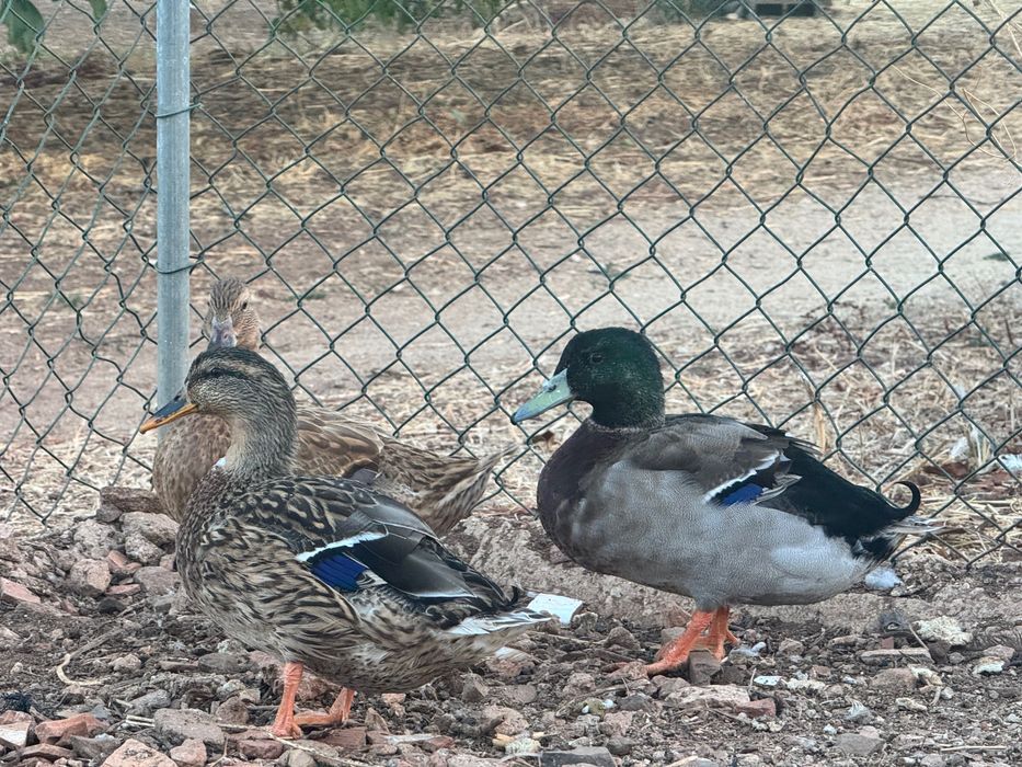 Vendo trio de patos bravos