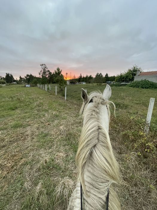 Vendo Cavalo ruço com 10 anos