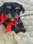 Yorkshire Terrier mini