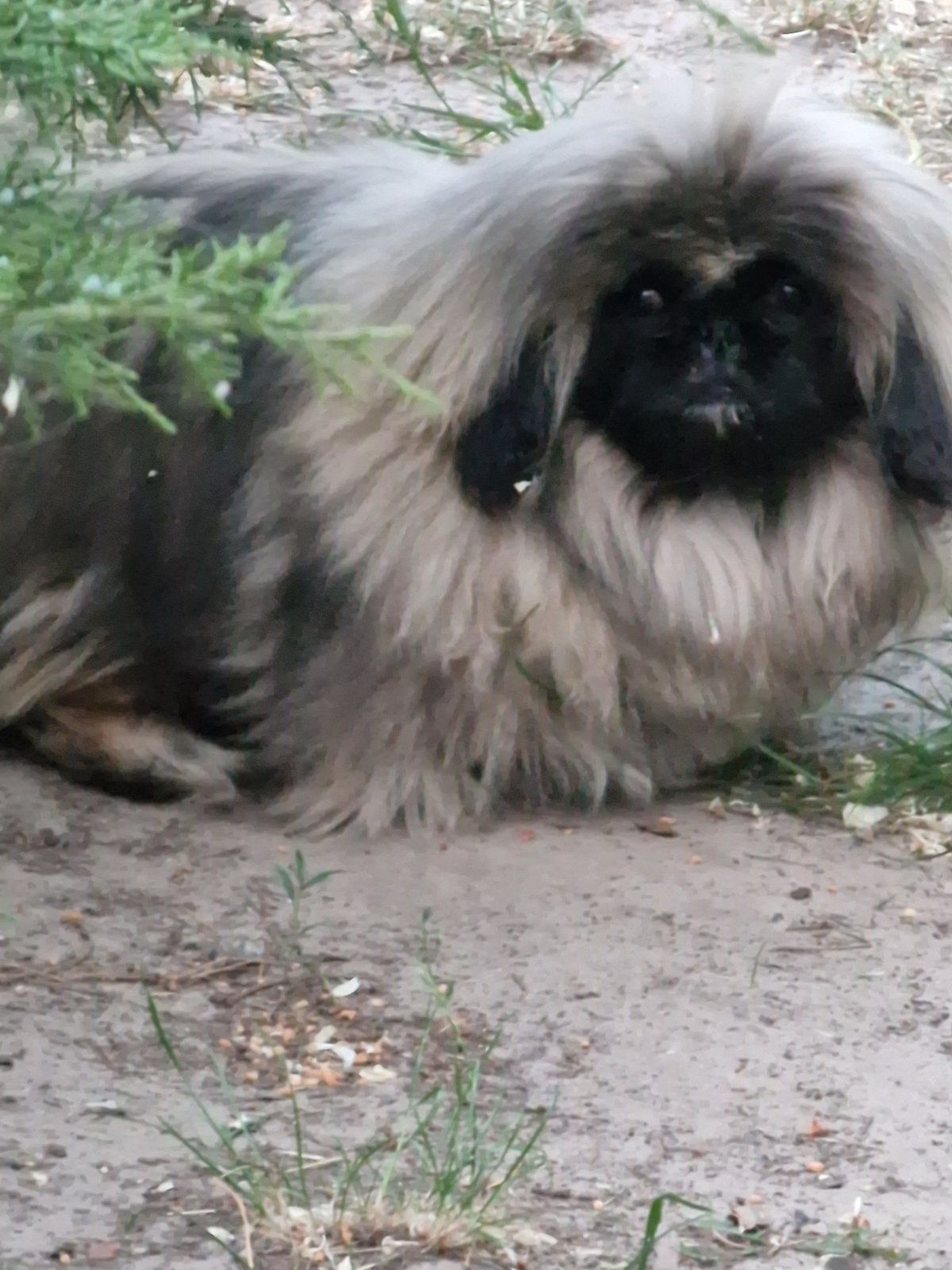 Pequenes magnificos