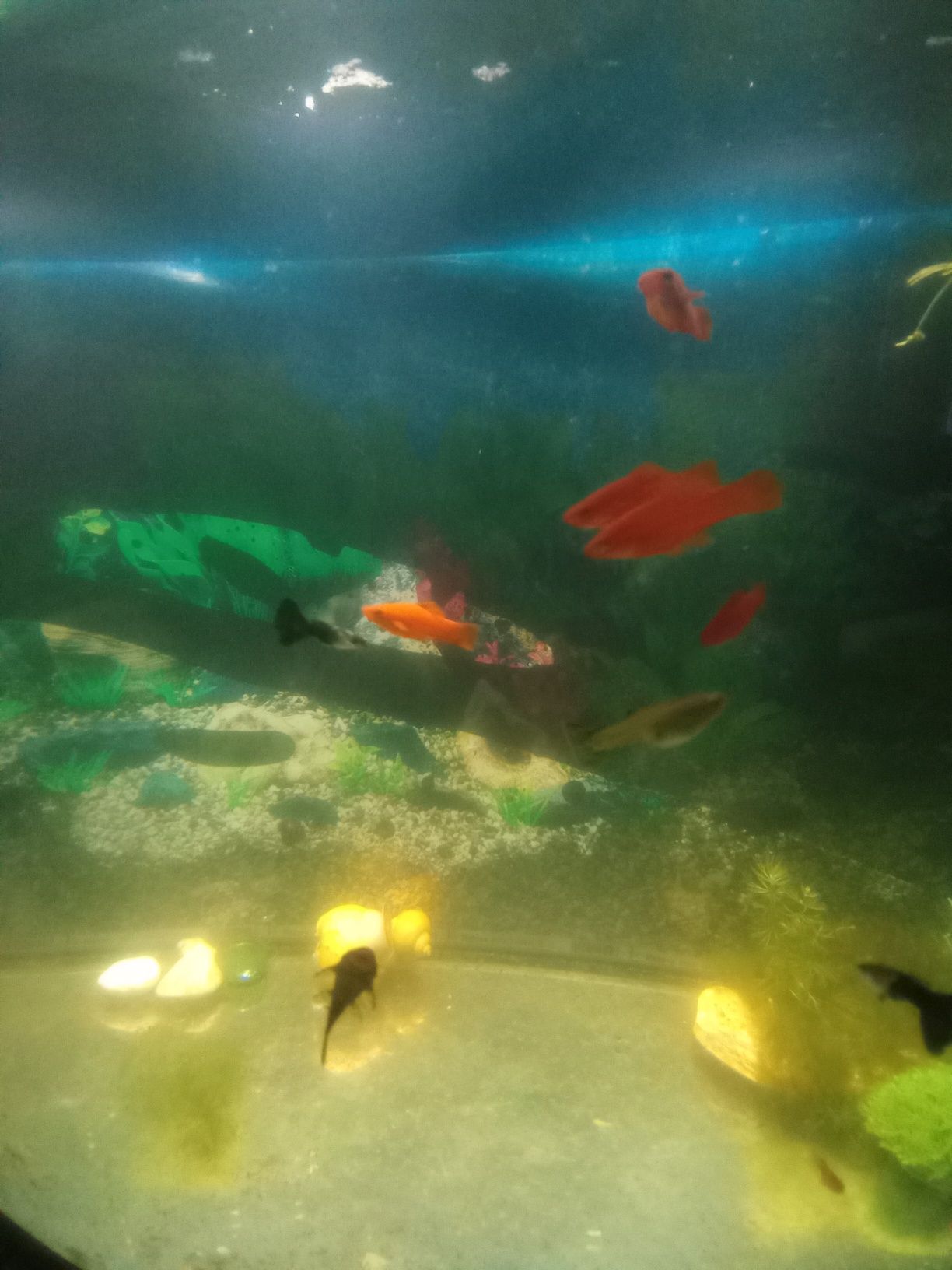 Рибка акваріумна ,рослини та грунт