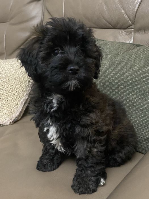 Śliczna sympatyczna sunia