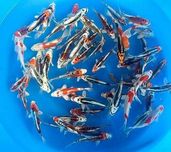 Rybki do oczka Japonskie Karpie koi import