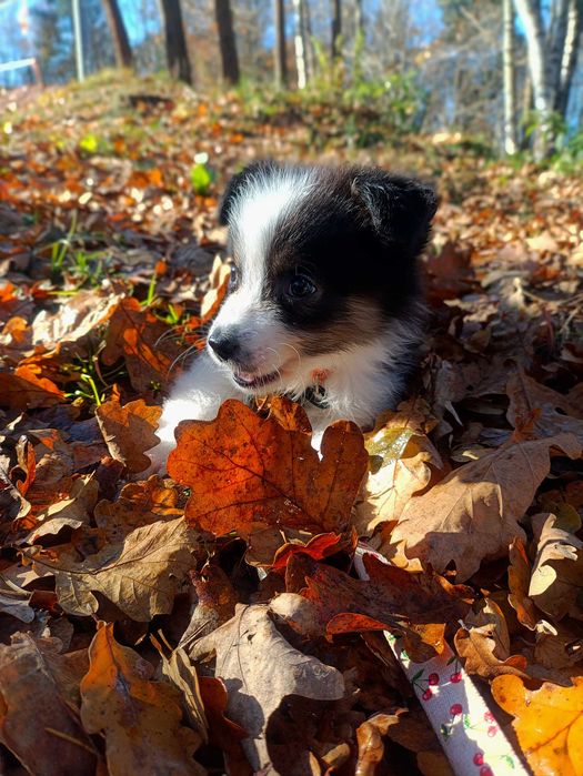 Owczarek australijski (typ amerykański) suczka gotowa do odbioru