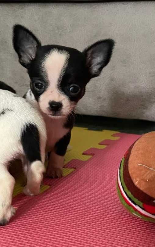 Chihuahua Macho Bebé