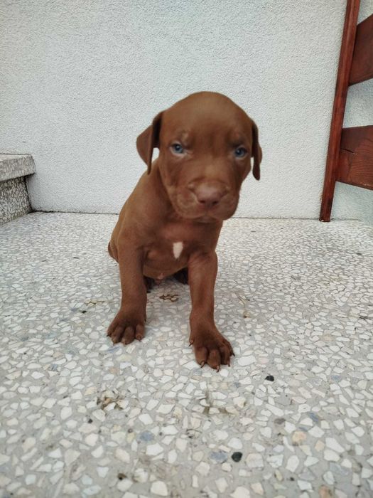 Pit Bull Red Nose Szczeniak