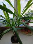 Piękna yucca juka wysokość ok 30 cm