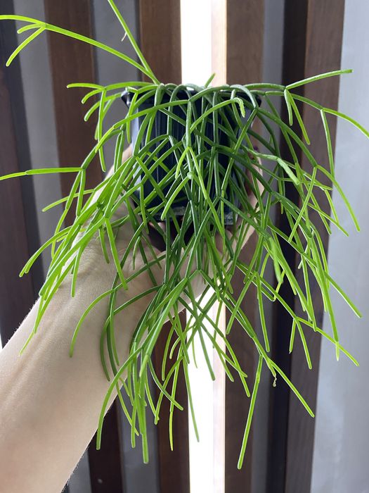 Рипсаліс, лісовий кактус