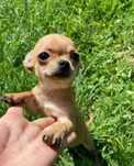 Chihuahua pote de doçura