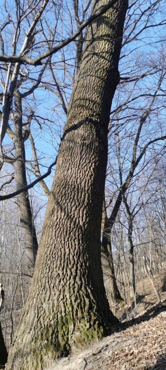 Drewno dąb, topola, olcha tartaczna  na pniu kłoda