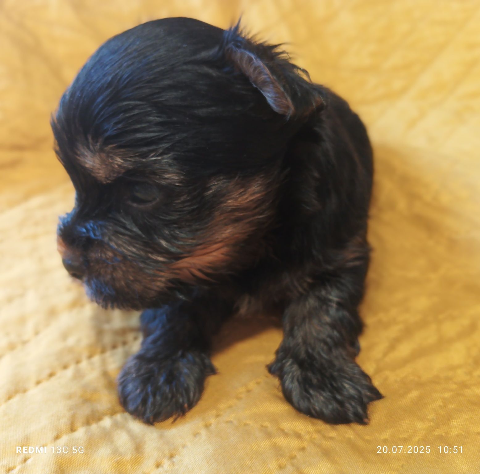 Yorkshire terrier