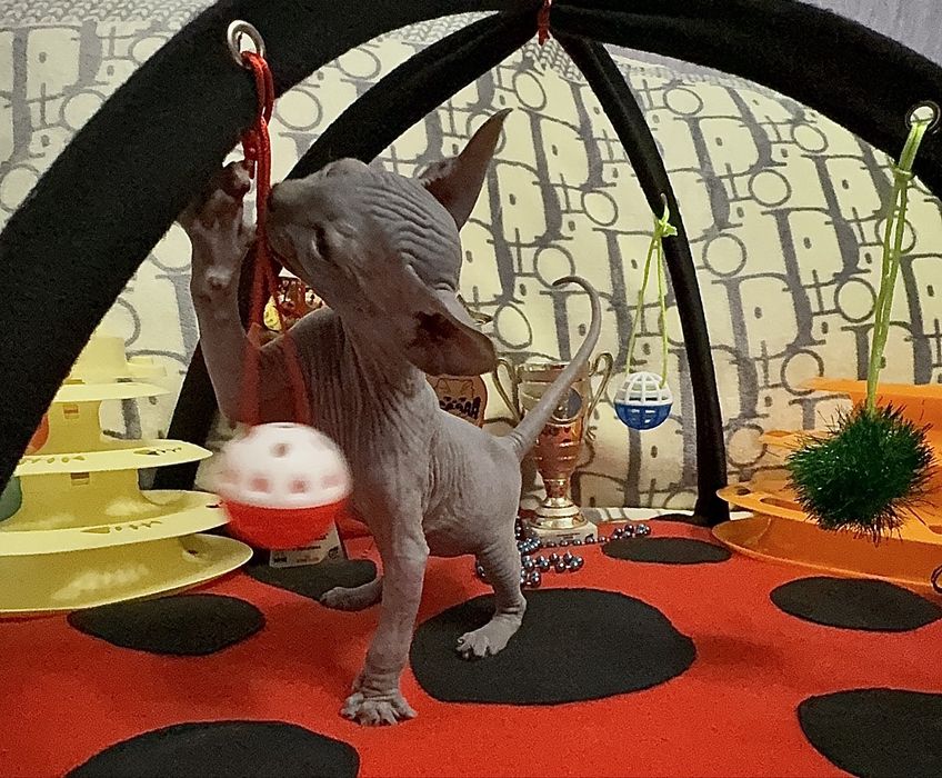 Канадський сфінкс, клуб, родовід WCF, доставка, документи для виїзду