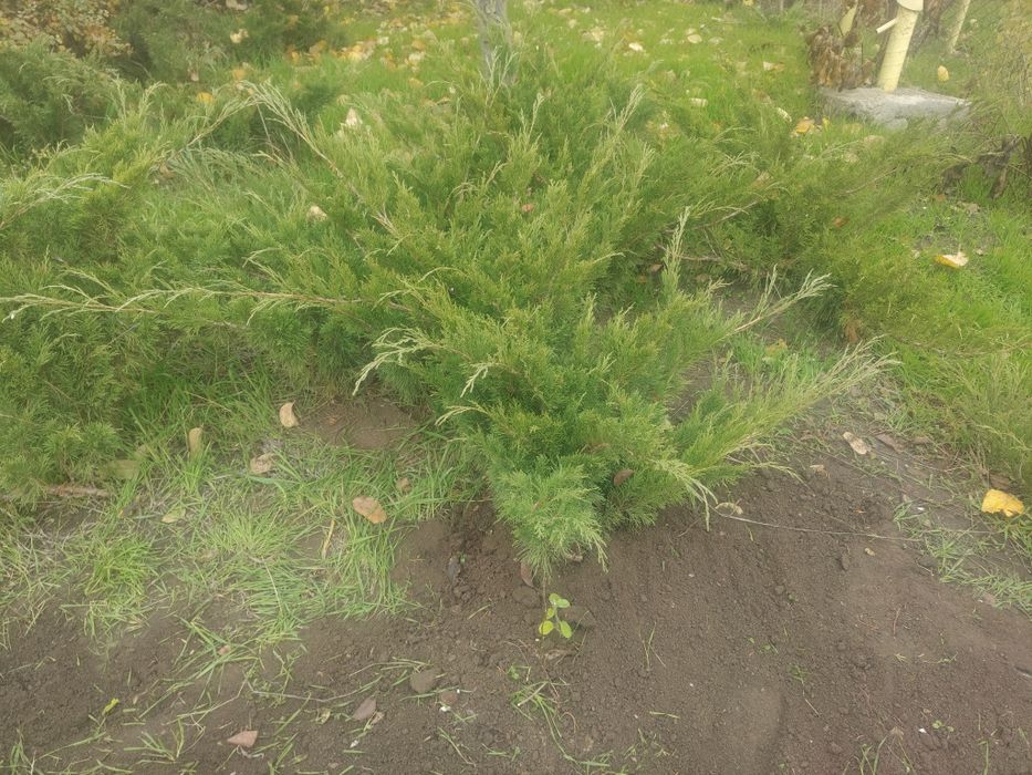 Можжевельник казацкий