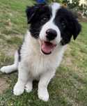 Szczeniak Border Collie gotowy do odbirou
