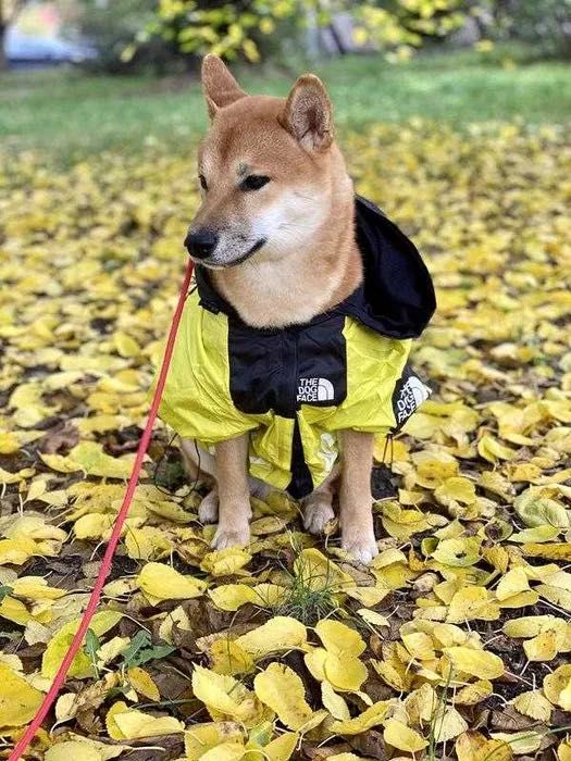 Дощовик, курточка для собачки