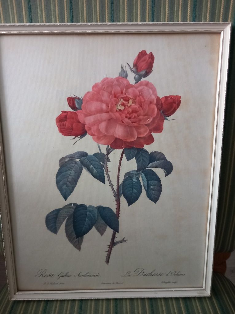 Stary obraz Róża.