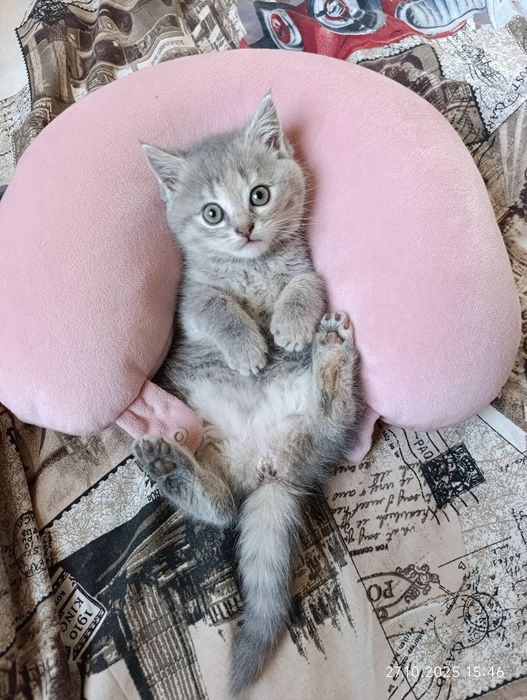 Шотландське кошеня