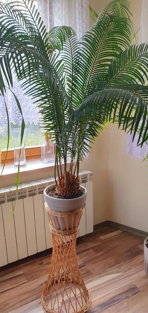 Cykas,cycas sagowiec