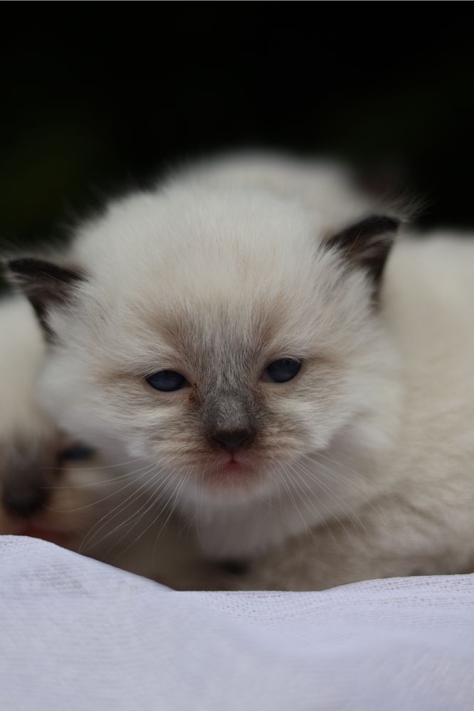 Ragdoll kotka colorpoint po przebadanych rodzicach
