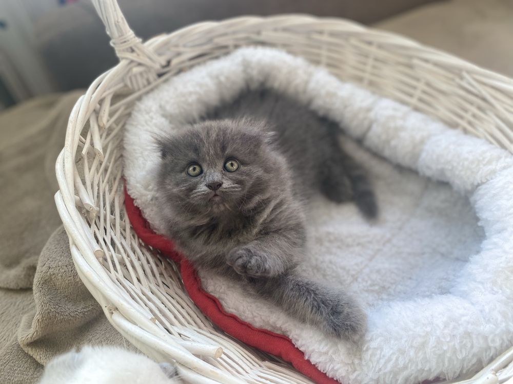 Котеня голубе шотландець