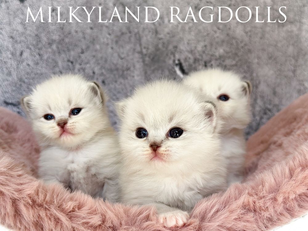 Śliczny kociak Ragdoll poleca  się do kochania MILKYLAND