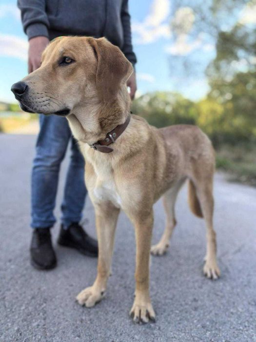 BELLUNIA  młoda,  dostojna, piękna sunia do adopcji